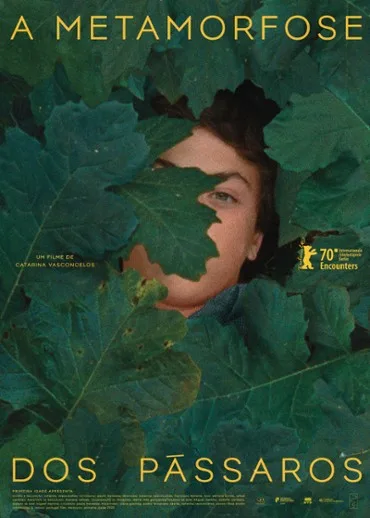 A metamorfose dos pássaros