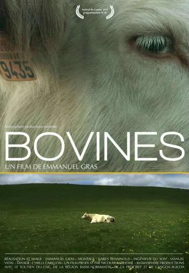 Bovines
