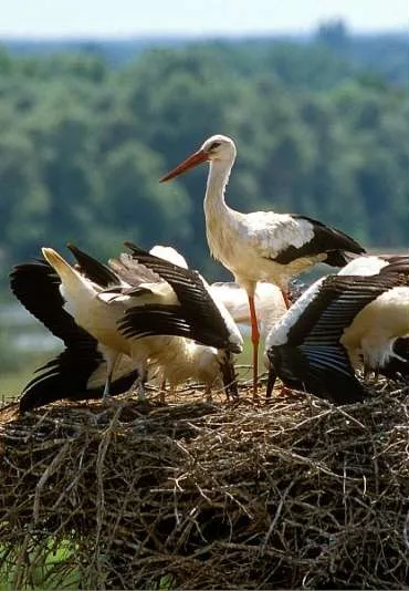 Bug - perła przyrodnicza Polski