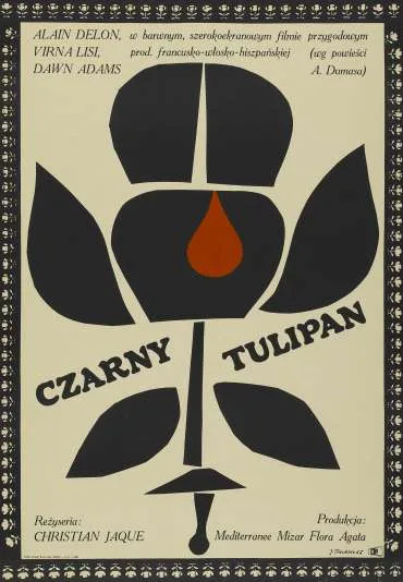 Czarny tulipan
