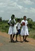 Drzewo mango rosnące w ogrodzie