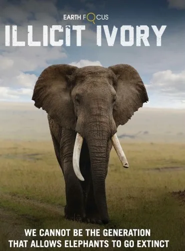Earth Focus: Illicit Ivory