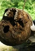 Gdzie rosną poziomki?