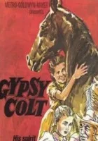 Gypsy Colt