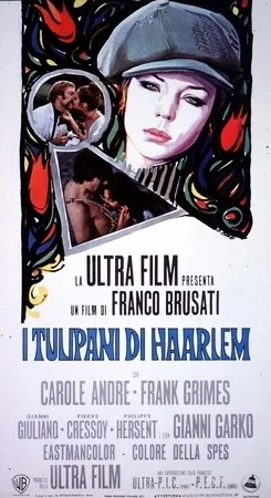 I tulipani di Haarlem