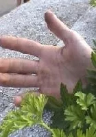 Kamping żywych trupów