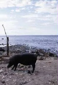 L'Évangile du cochon créole