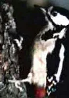 Las i jego mieszkańcy