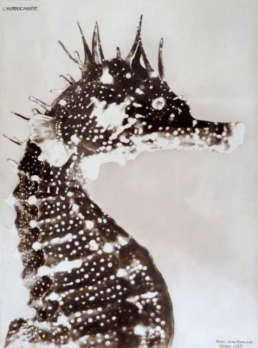 L'hippocampe, ou 'Cheval marin'