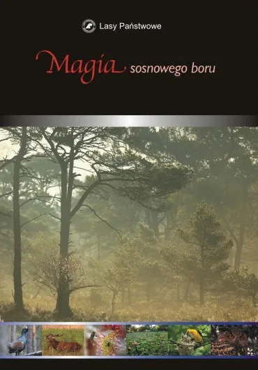 Magia sosnowego boru