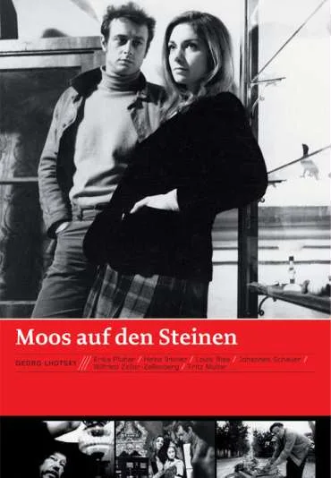 Moos auf den Steinen