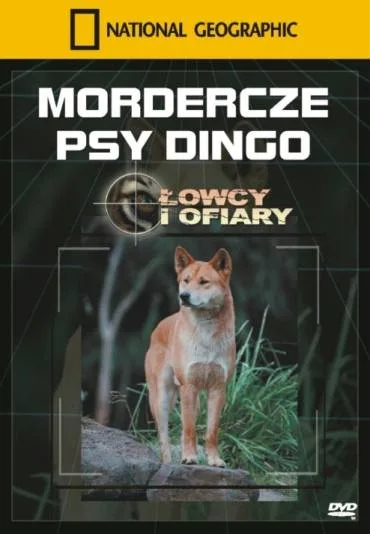 Mordercze psy dingo