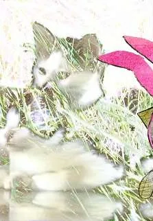 Na cztery łapy, czyli szkolne przygody Pimpusia Sadełko