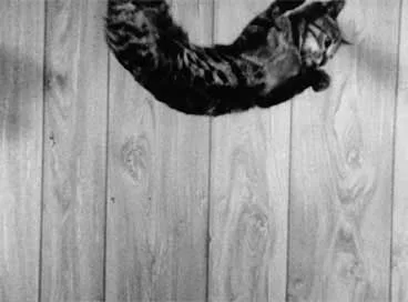 Nine Lives (The Eternal Moment of Now)