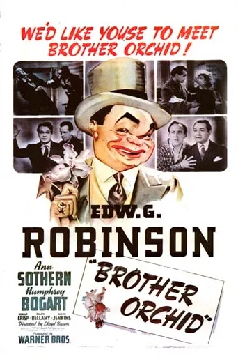 Orchid, brat gangstera