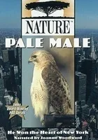 Pale Male