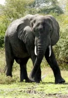 Park narodowy Tarangire