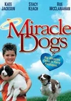 Pies, który czynił cuda