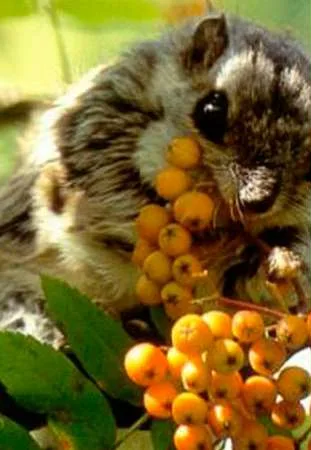 Polatuchy, latające wiewiórki