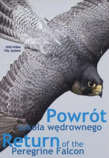 Powrót sokoła wędrownego