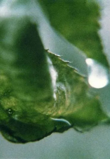 Preludium Des-dur op. 28