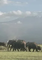 Słonie spod Kilimandżaro
