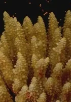 Tajemnica rafy koralowej