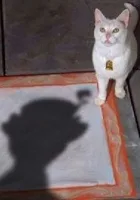 The Cat That Looked at a King