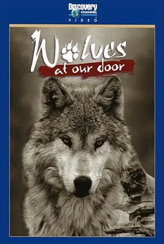 Wilki u naszych drzwi