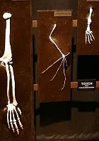 Z Biblią przeciw Darwinowi